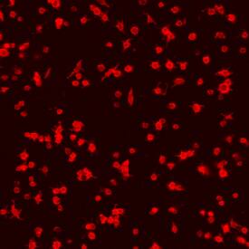 Glycoprotein V/CD42d antibody in Mouse Platelets by Immunocytochemistry (ICC).