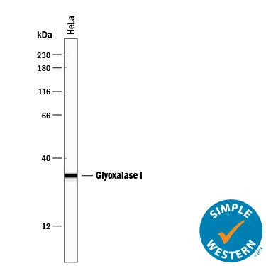 Detection of Human Glyoxalase I antibody by Simple WesternTM