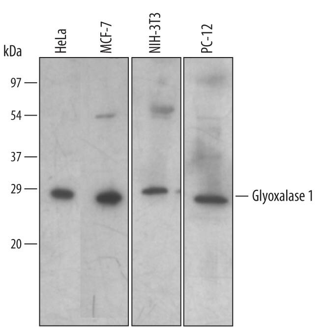 Detection of Human/Mouse/Rat Glyoxalase I antibody by Western Blot.