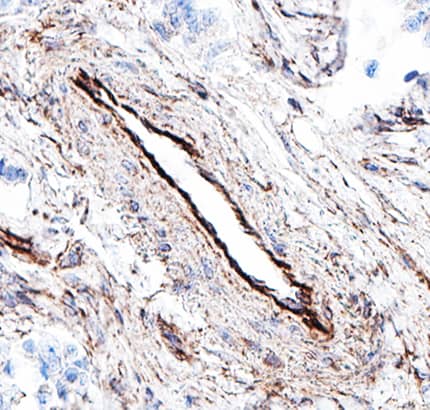 Glypican 1 antibody in Human Placenta by Immunohistochemistry (IHC-P).