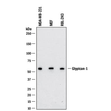 Detection of Human, Mouse, and Rat Glypican 1 antibody by Western Blot.