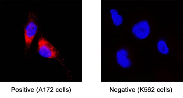 Glypican 1 antibody in A172 Human Cell Line by Immunocytochemistry (ICC).