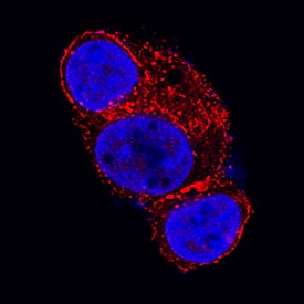 Glypican 3 antibody in HepG2 Human Cell Line by Immunocytochemistry (ICC).