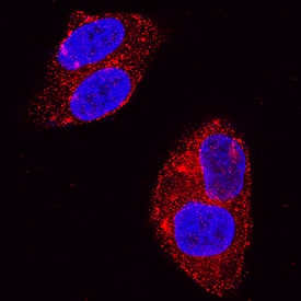 Glypican 3 antibody in HepG2 Human Cell Line by Immunocytochemistry (ICC).