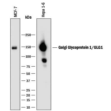 Detection of Human and Mouse Golgi Glycoprotein 1/GLG1 antibody by Western Blot.