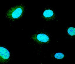 Goosecoid antibody in BG01V Human Embryonic Stem Cells by Immunocytochemistry (ICC).