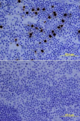 Ly-6G/Ly-6C (Gr-1) antibody in Mouse Spleen by Immunohistochemistry (IHC-Fr).