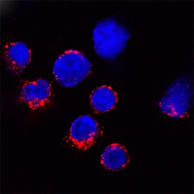 Granzyme B antibody in Mouse Splenocytes by Immunocytochemistry (ICC).