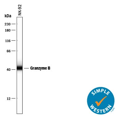 Detection of Human Granzyme B antibody by Simple WesternTM.