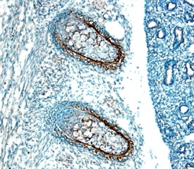 Gremlin antibody in Embryonic Mouse Ribs by Immunohistochemistry (IHC-Fr).