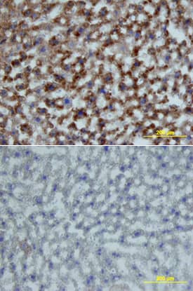 Growth Hormone R/GHR antibody in Mouse Liver by Immunohistochemistry (IHC-Fr).