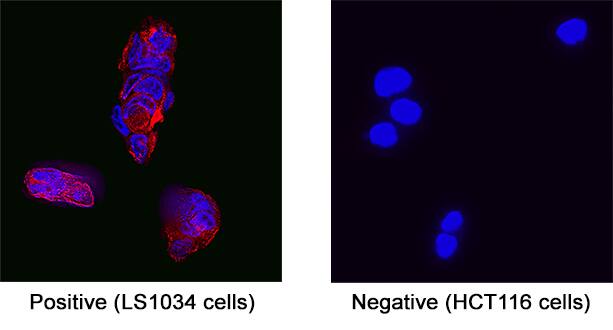 Guanylyl Cyclase C/GUCY2C antibody in LS1034 Human Cell Line by Immunocytochemistry (ICC).