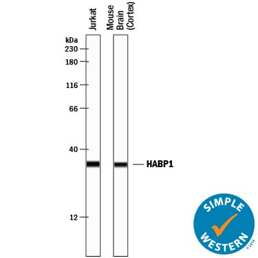 Detection of Human and Mouse HABP1/C1QBP antibody by Simple WesternTM.