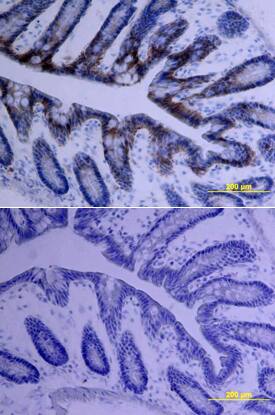 HAI-1 antibody in Mouse Intestine by Immunohistochemistry (IHC-Fr).