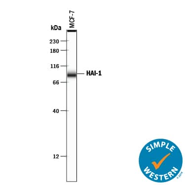 Detection of Human HAI-1 antibody by Simple WesternTM.