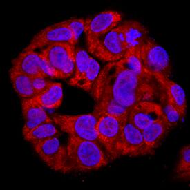 HAX-1 antibody in HepG2 Human Cell Line by Immunocytochemistry (ICC).