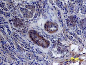 HB-EGF antibody in Human Placenta by Immunohistochemistry (IHC-P).