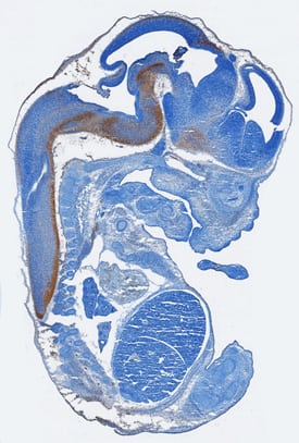 HB-EGF antibody in Mouse Embryo by Immunohistochemistry (IHC-Fr).