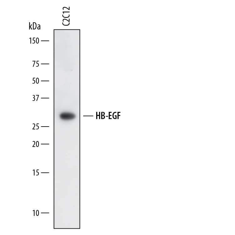 Detection of Mouse HB-EGF antibody by Western Blot.