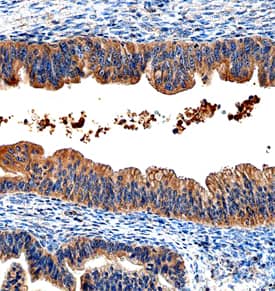 HE4/WFDC2 antibody in Human Ovary by Immunohistochemistry (IHC-P).