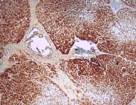 HGF antibody in Human Liver by Immunohistochemistry (IHC-P).