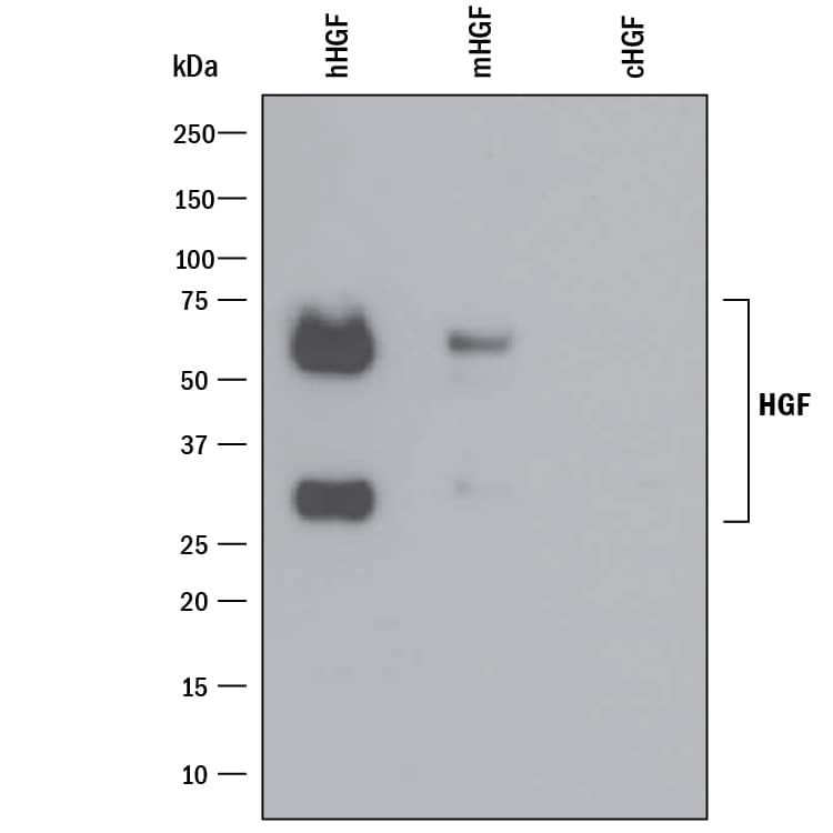 Detection of Recombinant Human HGF antibody by Western Blot.