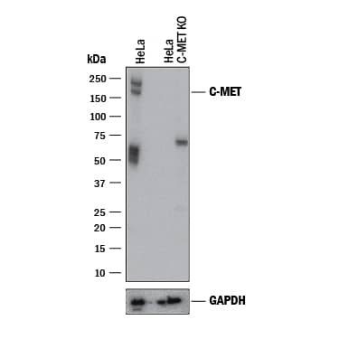 Western Blot Shows Human HGF R/c-MET Antibody Specificity by Using Knockout Cell Line.