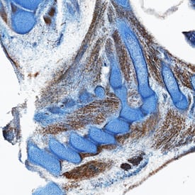 HGF R/c-MET antibody in Mouse Embryo by Immunohistochemistry (IHC-Fr).