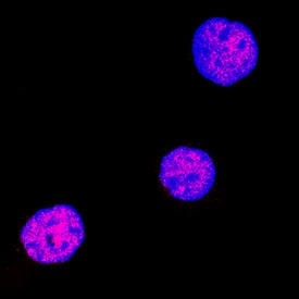 HHEX antibody in K562 Human Cell Line by Immunocytochemistry (ICC).