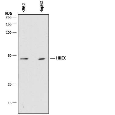 Detection of Human HHEX antibody by Western Blot.