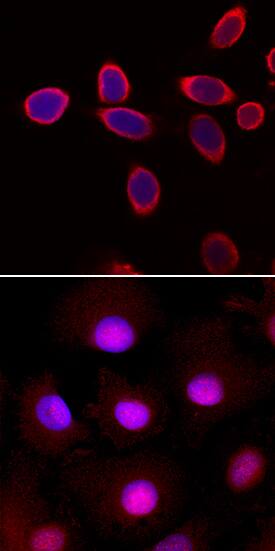 HIC5/TGFB1I1 antibody in PC-3 Human Cell Line by Immunocytochemistry (ICC).