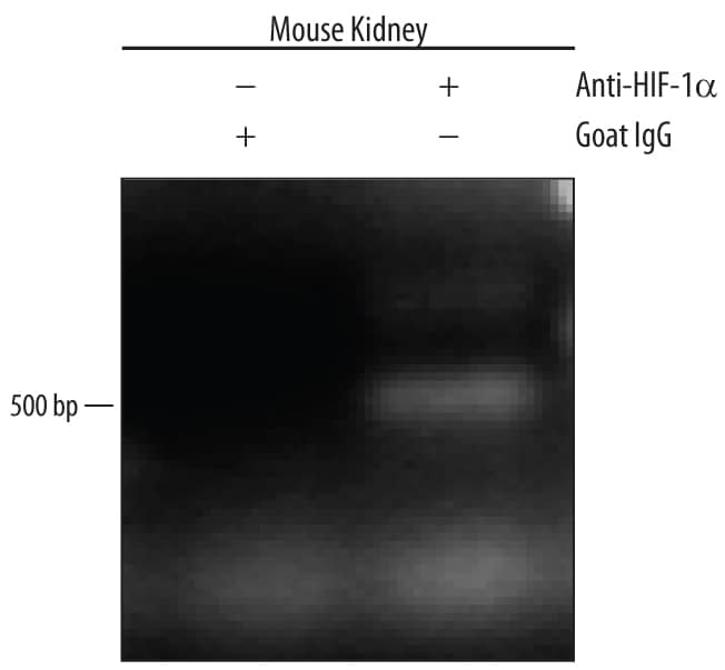 Detection of HIF-1a/HIF1A-regulated Genes antibody by Chromatin Immunoprecipitation.