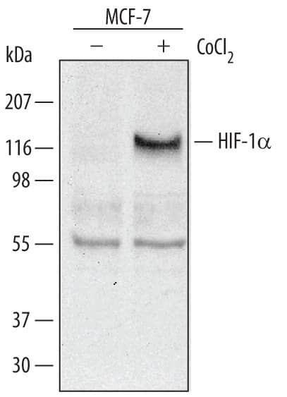 Detection of Human HIF-1a/HIF1A antibody by Western Blot.