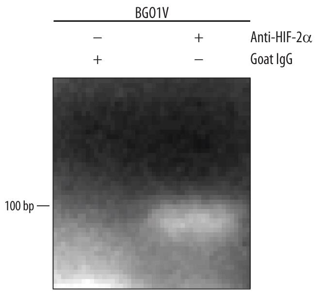 Detection of HIF-2a/EPAS1-regulated Genes antibody by Chromatin Immunoprecipitation.