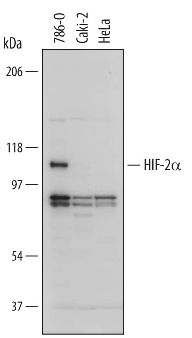 Detection of Human HIF-2a/EPAS1 antibody by Western Blot.