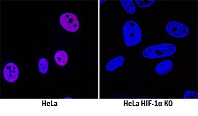 HIF-1a/HIF1A Antibody Specificity is Shown by Immunocytochemistry in Knockout Cell Line by Immunocytochemistry (ICC).
