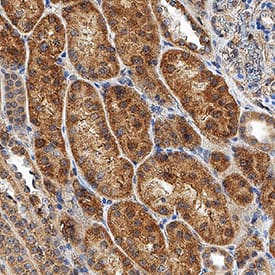 HIF-1 alpha/HIF1A antibody in Human Kidney by Immunohistochemistry (IHC-P).