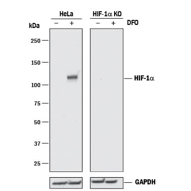 Western Blot Shows Human HIF-1 alpha/HIF1A alpha/HIF1A Antibody Specificity by Using Knockout Cell Line.