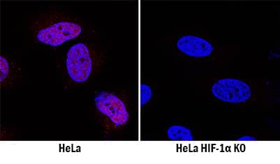 HIF-1 alpha/HIF1A Antibody Specificity is Shown by Immunocytochemistry in Knockout Cell Line.