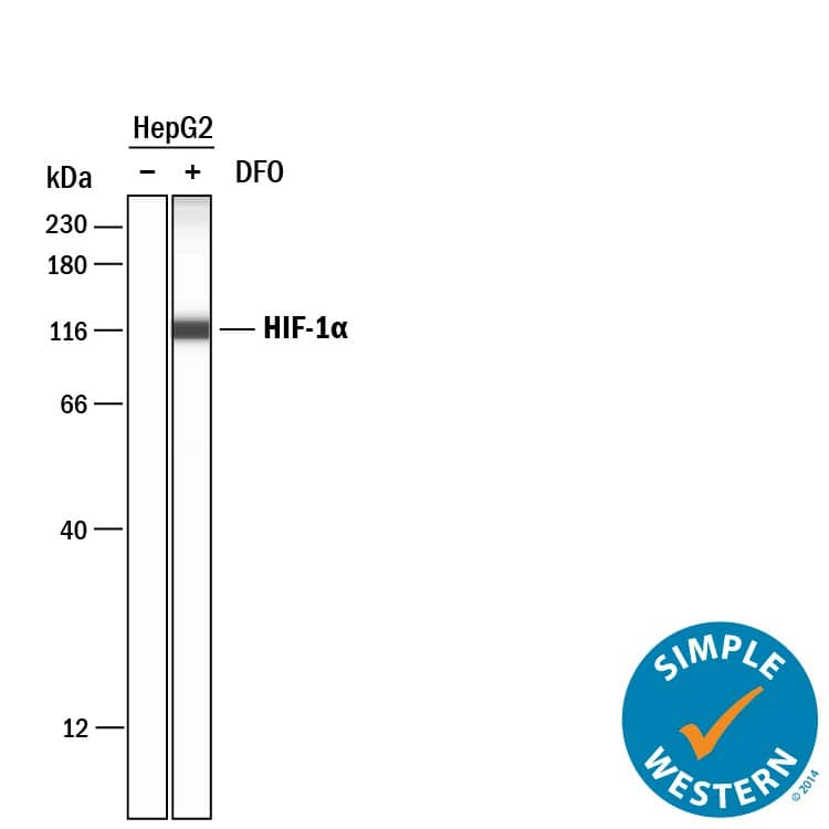 Detection of Human HIF-1 alpha/HIF1A antibody by Simple WesternTM.