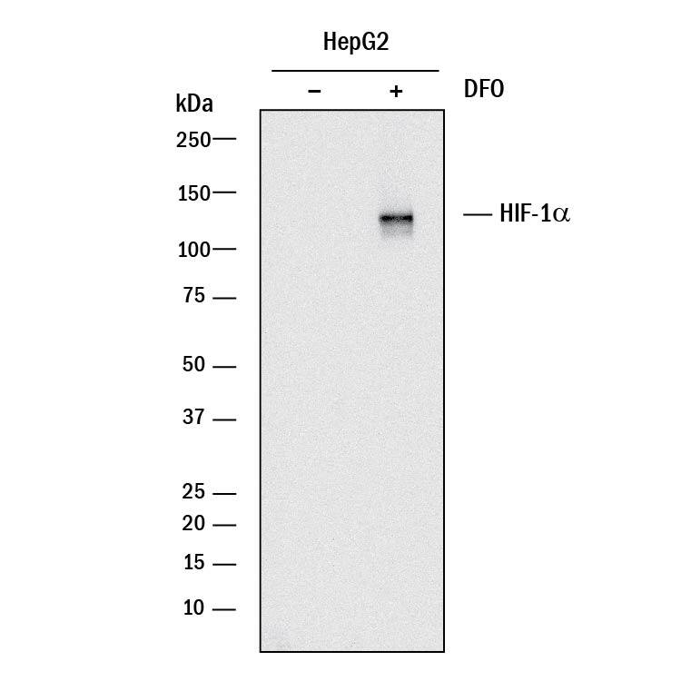 Detection of Human HIF-1 alpha/HIF1A antibody by Western Blot.