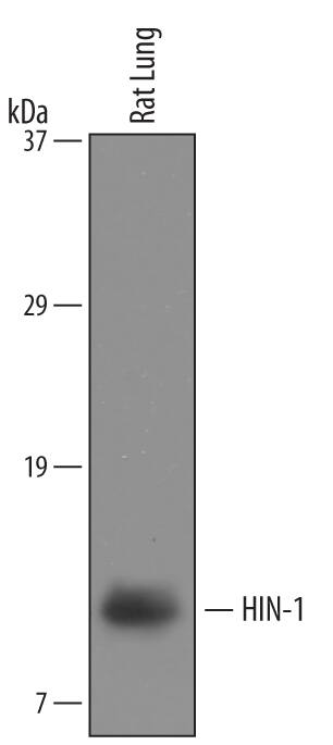 Detection of Rat HIN-1 antibody by Western Blot.