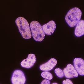 HIST3H3 antibody in HeLa Human Cell Line by Immunocytochemistry (ICC).