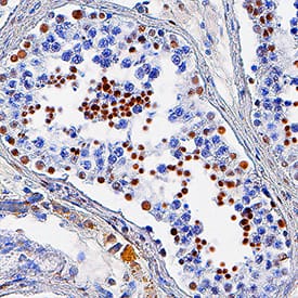 HIST3H3 antibody in Human Testis by Immunohistochemistry (IHC-P).