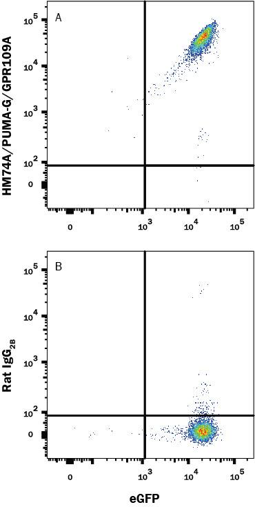 Detection of HM74A/PUMA-G/GPR109A antibody in HEK293 Human Cell Line Transfected with Human HM74A/PUMA-G/GPR109A and eGFP antibody by Flow Cytometry.