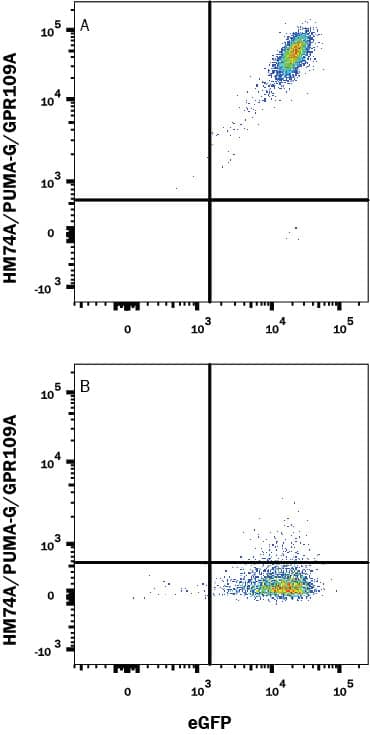 Detection of HM74A/PUMA-G/GPR109A antibody in HEK293 Human Cell Line Transfected with Human HM74A/PUMA-G/GPR109A and eGFP antibody by Flow Cytometry.