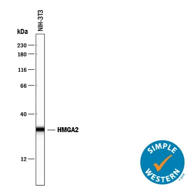 Detection of Mouse HMGA2 antibody by Simple WesternTM.