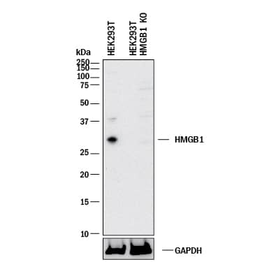 Western Blot Shows Human HMGB1/HMG-1 Antibody Specificity by Using Knockout Cell Line.