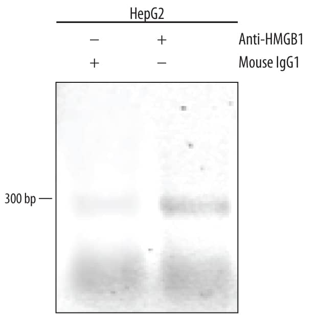 Detection of HMGB1/HMG-1-regulated Genes antibody by Chromatin Immunoprecipitation.