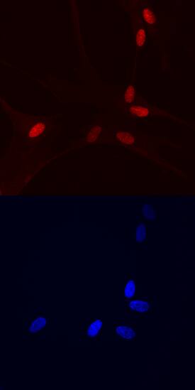 HMGB3 antibody in Detroit 551 Human Cell Line by Immunocytochemistry (ICC).